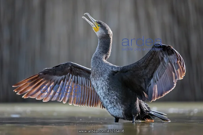  : Great cormorant (Phalacrocorax carbo) feather drying