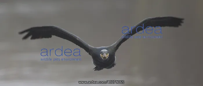 : Great Cormorant (Phalacrocorax carbo) flying th : Great Cormorant (Phalacrocorax carbo) flying th