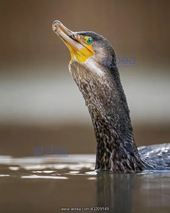 : Great cormorant (Phalacrocorax carbo) with gobbled : Great cormorant (Phalacrocorax carbo) with gobbled