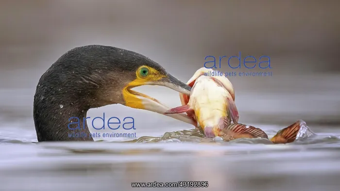  : Great cormorant (Phalacrocorax carbo) hunting, foraging