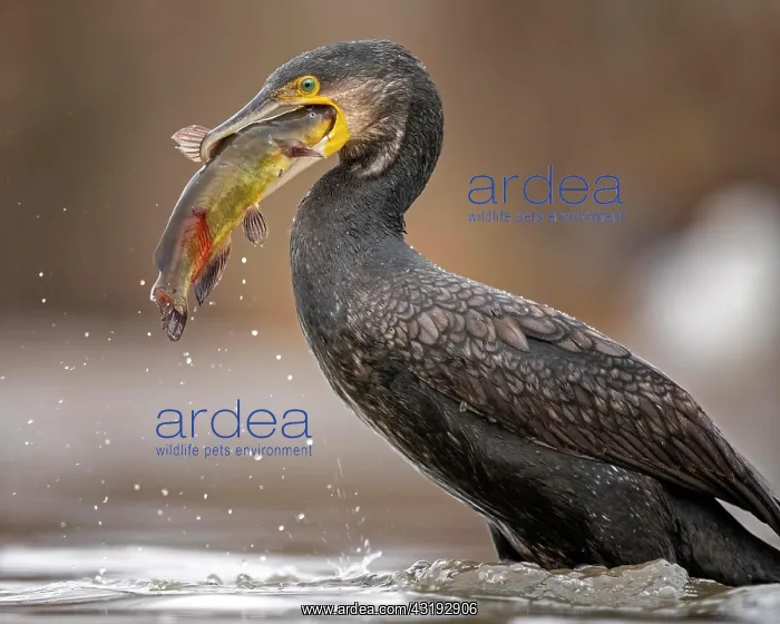 : Great cormorant (Phalacrocorax carbo) hunting, foraging : Great cormorant (Phalacrocorax carbo) hunting, foraging