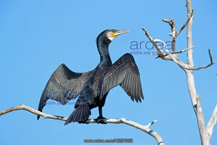 : Great cormorant (Phalacrocorax carbo) lets sun dry : Great cormorant (Phalacrocorax carbo) lets sun dry