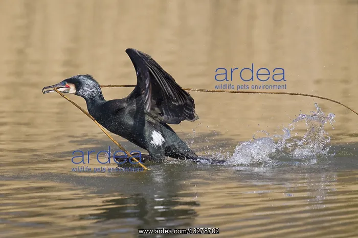 : Great cormorant (Phalacrocorax carbo) with nest : Great cormorant (Phalacrocorax carbo) with nest
