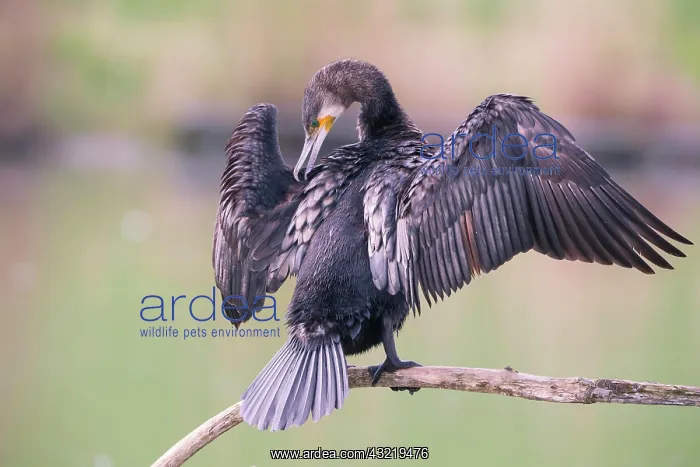 : Great cormorant (Phalacrocorax carbo) in plumage : Great cormorant (Phalacrocorax carbo) in plumage