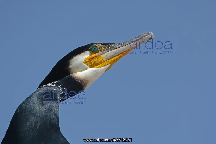 : Great Cormorant (Phalacrocorax carbo) portait : Great Cormorant (Phalacrocorax carbo) portait