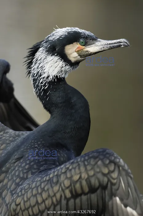  : Great Cormorant (Phalacrocorax carbo) portrait