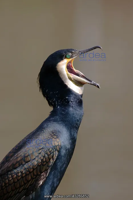 : Great Cormorant (Phalacrocorax carbo sinensis) : Great Cormorant (Phalacrocorax carbo sinensis)