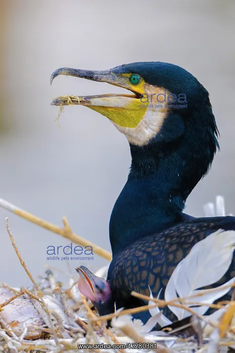 : Great cormorant (Phalacrocorax carbo) sits with : Great cormorant (Phalacrocorax carbo) sits with