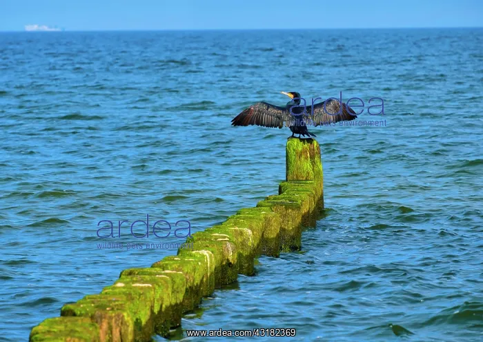 : Great cormorant (Phalacrocorax carbo) sitting on : Great cormorant (Phalacrocorax carbo) sitting on