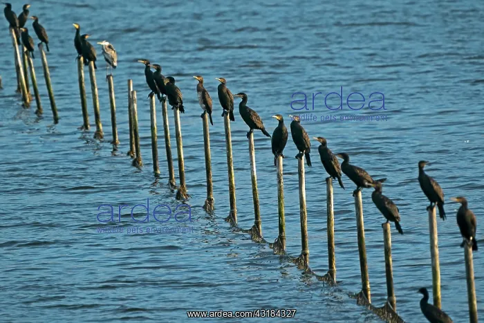 : Great cormorant (Phalacrocorax carbo) sitting on : Great cormorant (Phalacrocorax carbo) sitting on