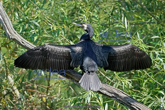 : Great cormorant (Phalacrocorax carbo) spreads wings : Great cormorant (Phalacrocorax carbo) spreads wings