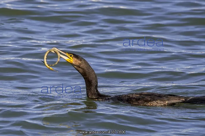 : Great cormorant (Phalacrocorax carbo) swimming along : Great cormorant (Phalacrocorax carbo) swimming along