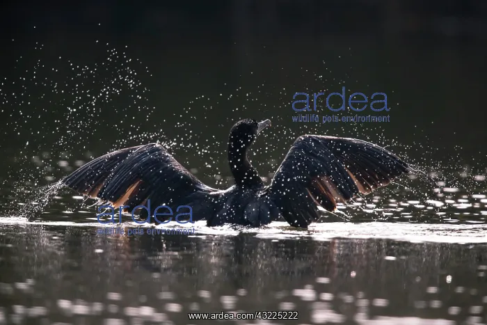 : Great cormorant (Phalacrocorax carbo) takes off : Great cormorant (Phalacrocorax carbo) takes off