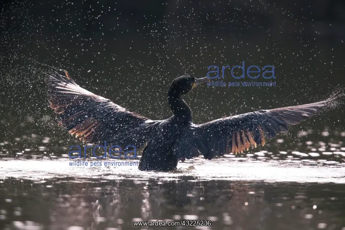 : Great cormorant (Phalacrocorax carbo) takes off : Great cormorant (Phalacrocorax carbo) takes off