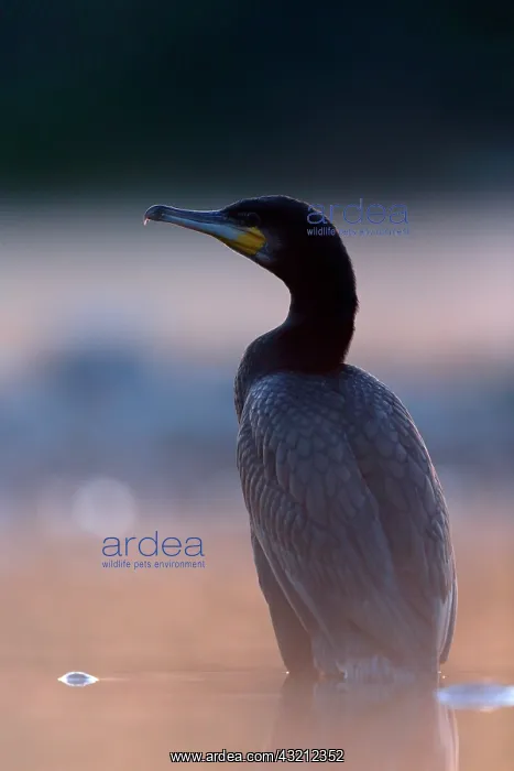 : Great cormorant (Phalacrocorax carbo) in a Vosges : Great cormorant (Phalacrocorax carbo) in a Vosges