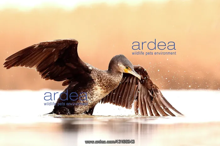 : Great Cormorant (Phalacrocorax carbo) wings spread : Great Cormorant (Phalacrocorax carbo) wings spread