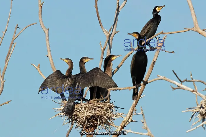 : Great cormorant (Phalacrocorax carbo), young birds : Great cormorant (Phalacrocorax carbo), young birds