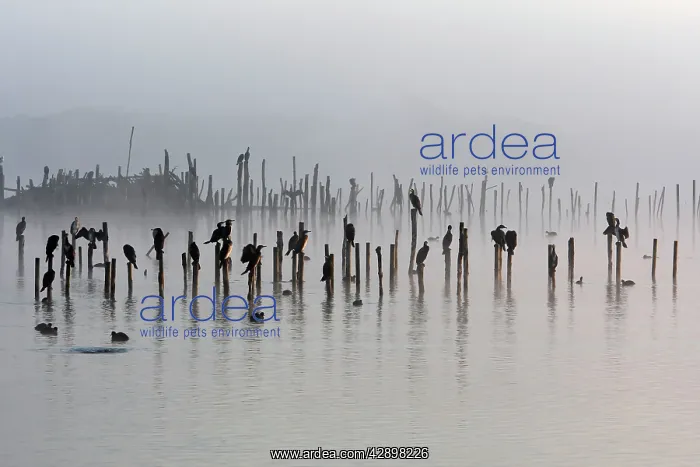 : Great Cormorant - sitting on posts : Great Cormorant - sitting on posts