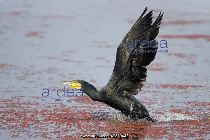 : Great Cormorant - Taking off across water : Great Cormorant - Taking off across water