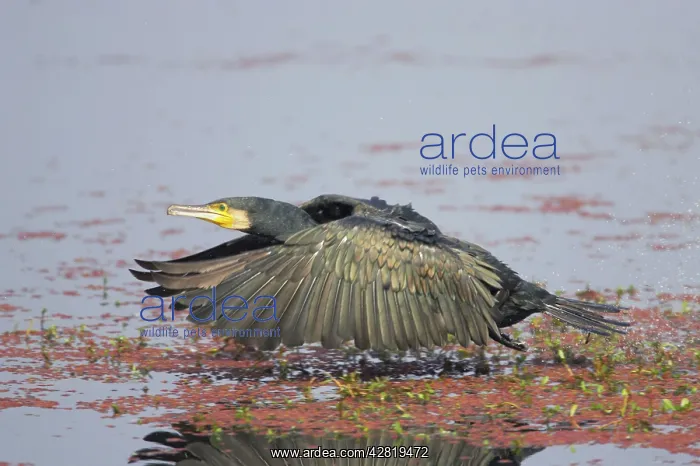 : Great Cormorant - taking off across water : Great Cormorant - taking off across water
