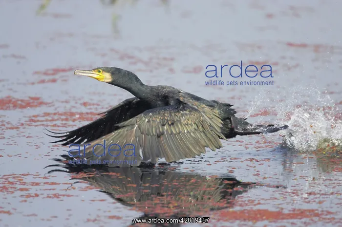 : Great Cormorant - Taking off across water - Keoladeo : Great Cormorant - Taking off across water - Keoladeo