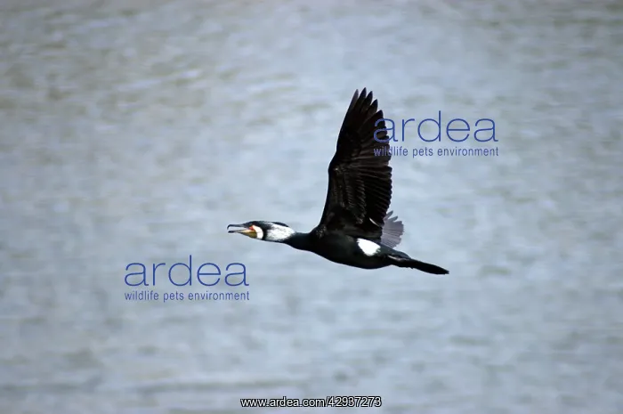 : Great Cormorant, widespread Old World species : Great Cormorant, widespread Old World species