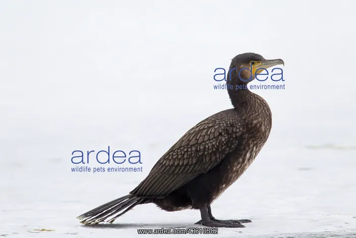 : Great Cormorant - young standing on ice : Great Cormorant - young standing on ice
