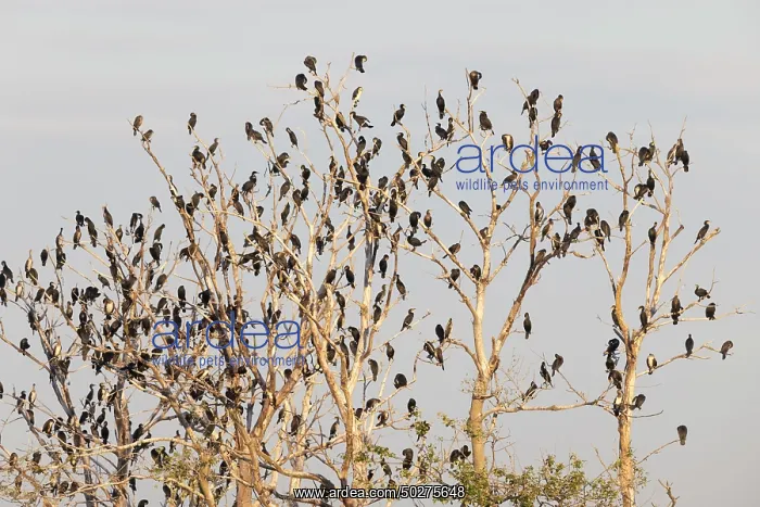: Great cormorants : Great cormorants