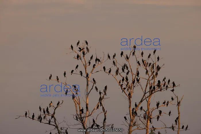 : Great cormorants : Great cormorants