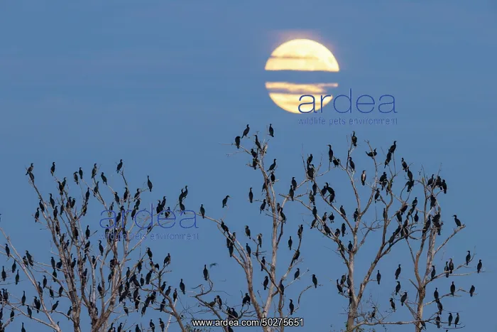 : Great cormorants : Great cormorants