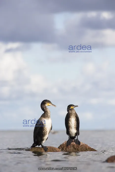: Two Great Cormorants (Phalacrocorax carbo) rest : Two Great Cormorants (Phalacrocorax carbo) rest