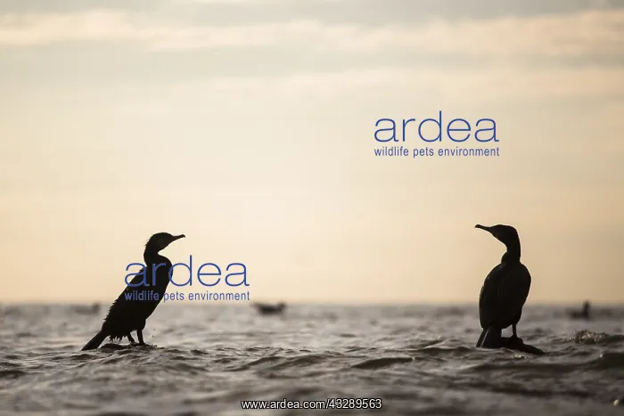 : Two Great Cormorants (Phalacrocorax carbo) rest : Two Great Cormorants (Phalacrocorax carbo) rest