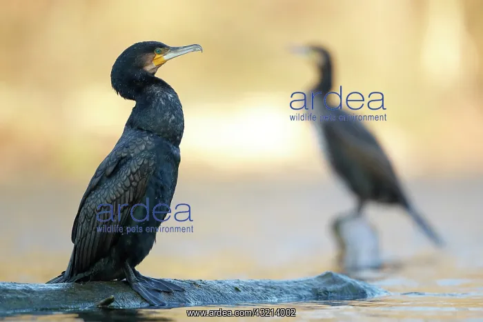 : Great cormorants (Phalacrocorax carbo) resting on : Great cormorants (Phalacrocorax carbo) resting on
