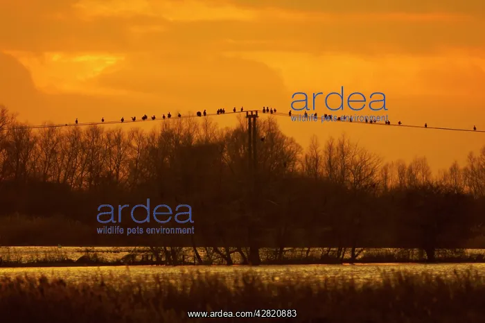: Great Cormorants - On power lines at Sunset : Great Cormorants - On power lines at Sunset