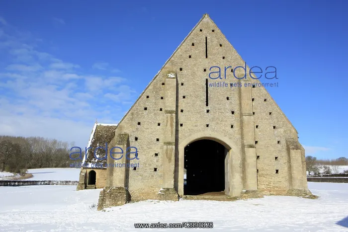 : Great Coxwell Barn near Faringdon Oxfordshire - A large mona : Great Coxwell Barn near Faringdon Oxfordshire - A large mona