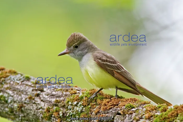 : Great-crested Flycatcher : Great-crested Flycatcher