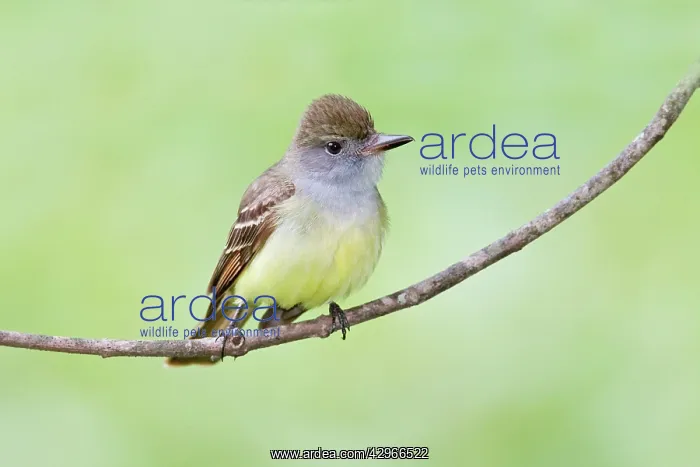 : Great-crested Flycatcher : Great-crested Flycatcher