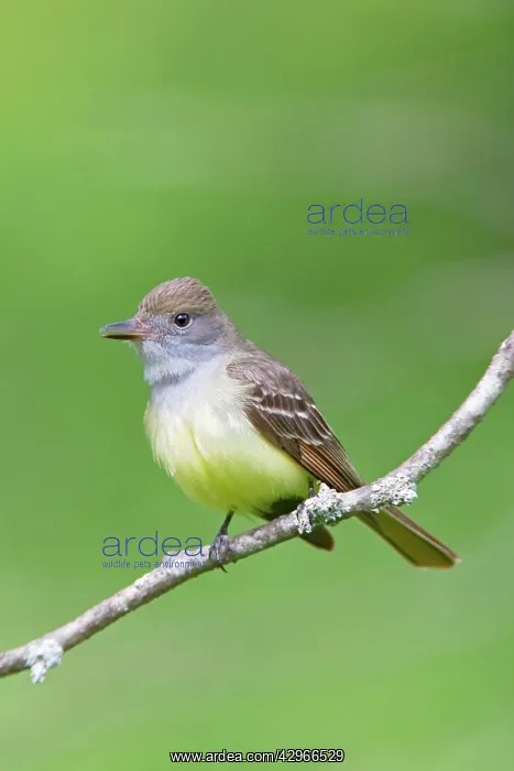 : Great-crested Flycatcher : Great-crested Flycatcher