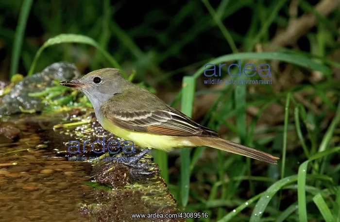 : Great-crested Flycatcher : Great-crested Flycatcher