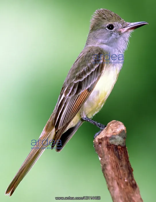 : Great Crested Flycatcher : Great Crested Flycatcher