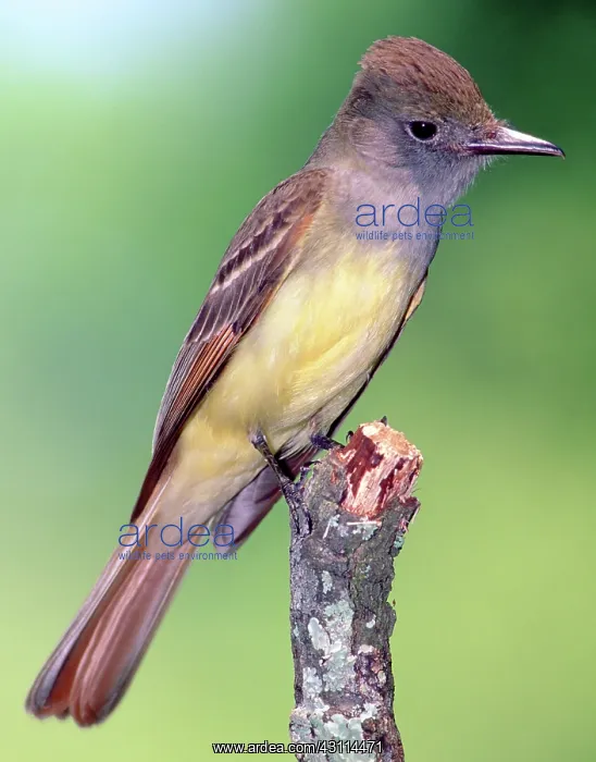 : Great Crested Flycatcher : Great Crested Flycatcher