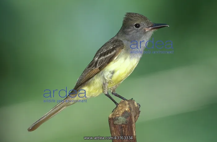 : Great-crested Flycatcher : Great-crested Flycatcher