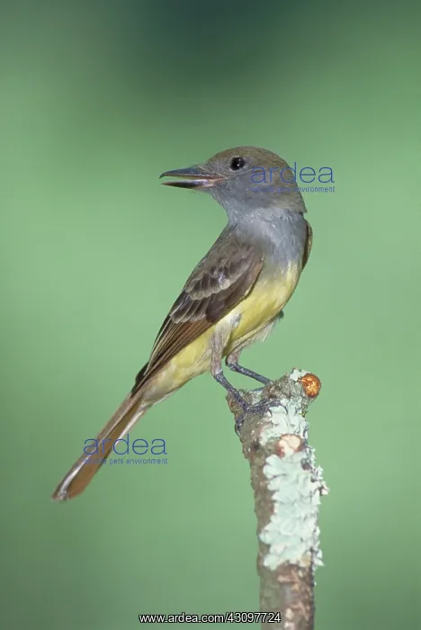 : Great Crested Flycatcher (Myiarchus crinitus) : Great Crested Flycatcher (Myiarchus crinitus)