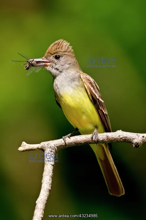  : Great Crested Flycatcher Myiarchus crinitus