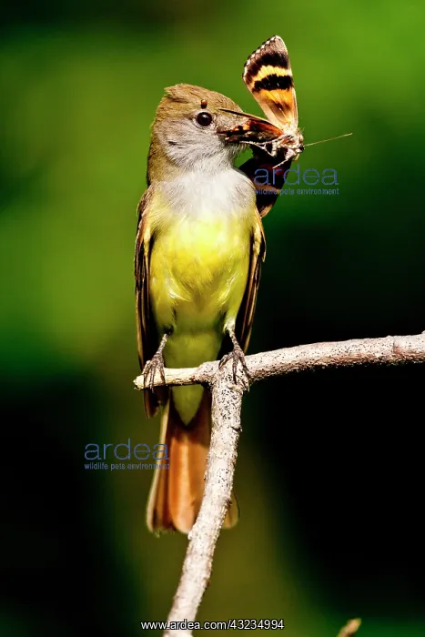 : Great Crested Flycatcher Myiarchus crinitus : Great Crested Flycatcher Myiarchus crinitus
