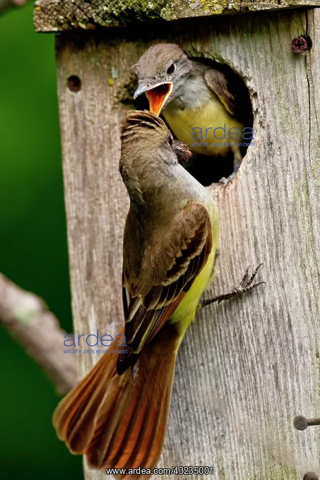 : Great Crested Flycatcher Myiarchus crinitus : Great Crested Flycatcher Myiarchus crinitus