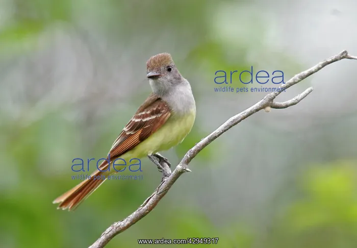 : Great-crested Flycatcher - spring : Great-crested Flycatcher - spring