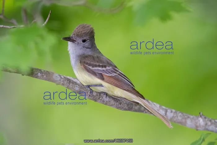  : Great-crested Flycatcherin Spring