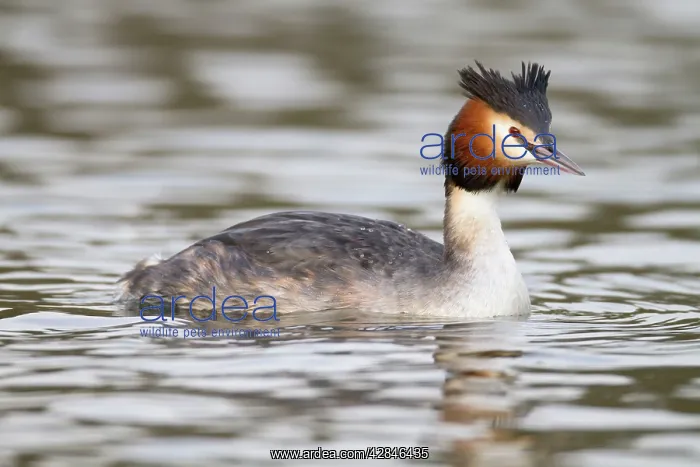 : Great Crested Grebe : Great Crested Grebe