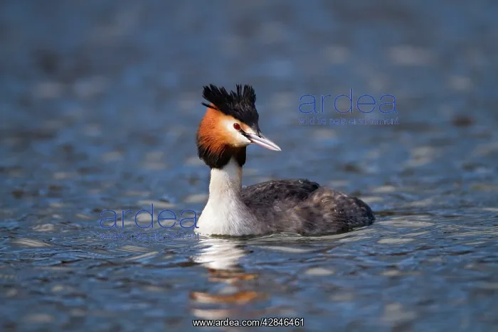 : Great Crested Grebe : Great Crested Grebe